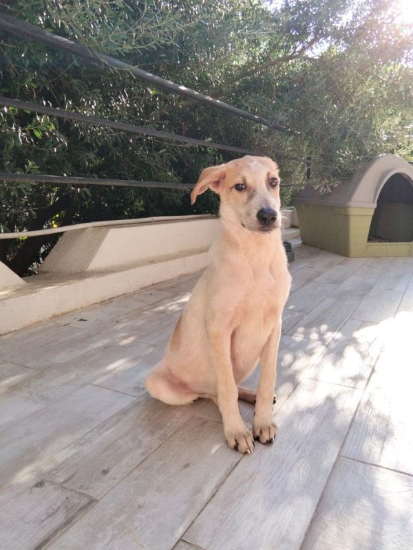 DOMI - Chien à adopter - photo 2