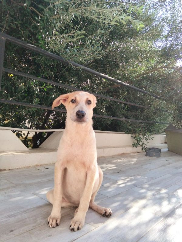 DOMI - Chien à adopter - photo 3