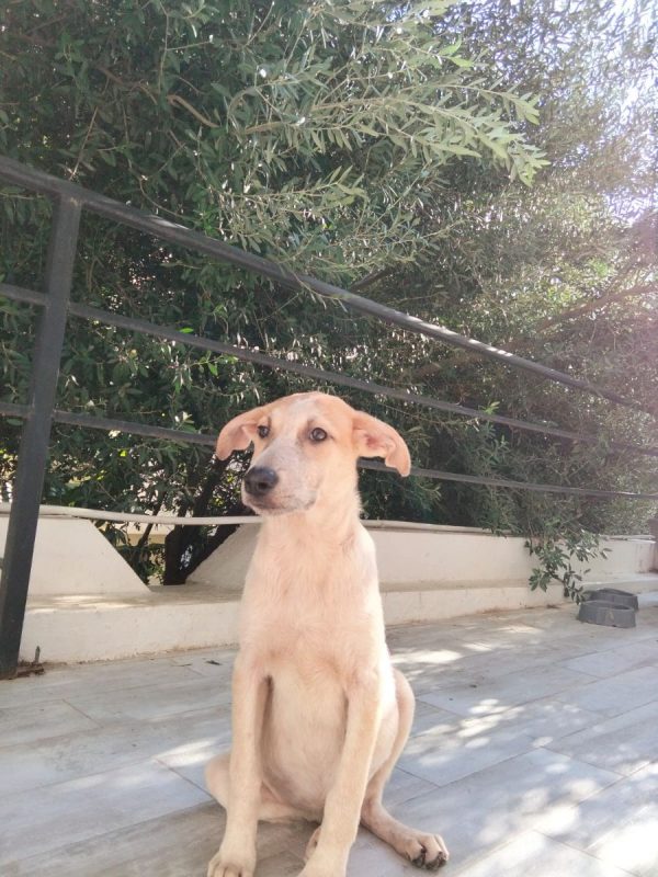 DOMI - Chien à adopter - photo 6