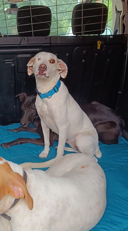 JADE - Chien à adopter - photo 4