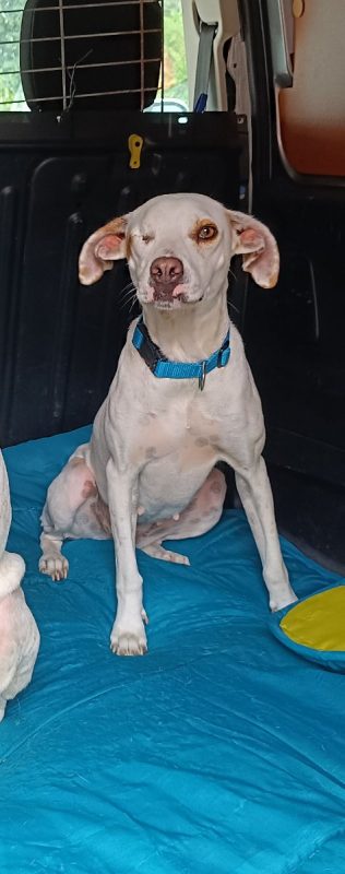 JADE - Chien à adopter - photo 3