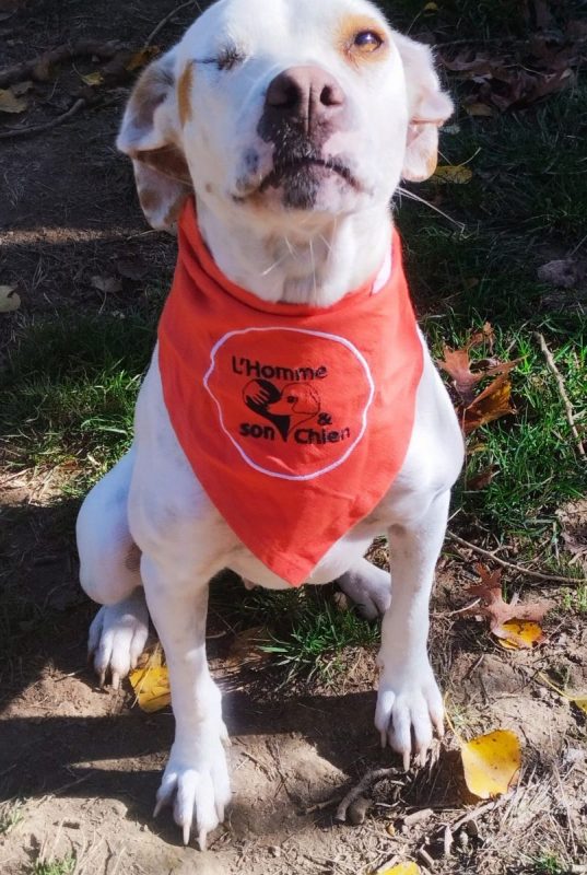 JADE - Chien à adopter - photo 2