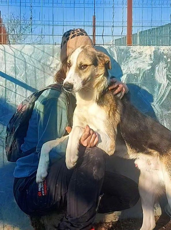 NICKY - Chien à adopter - photo 4
