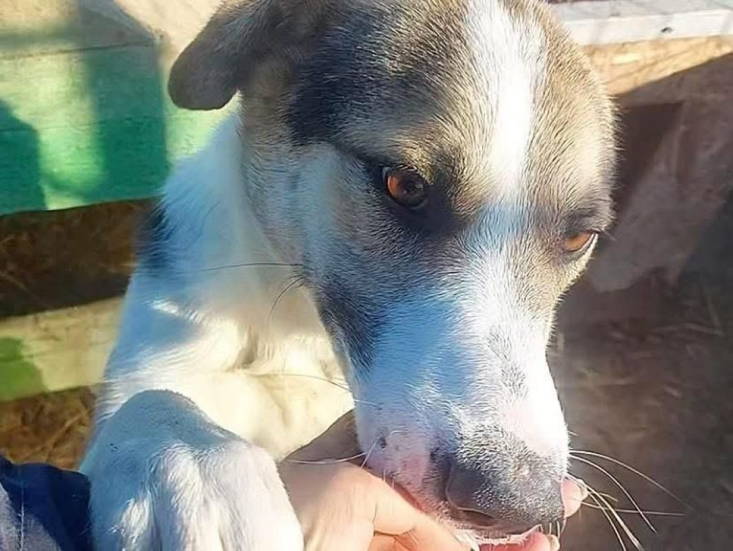 NICKY - Chien à adopter - photo 3