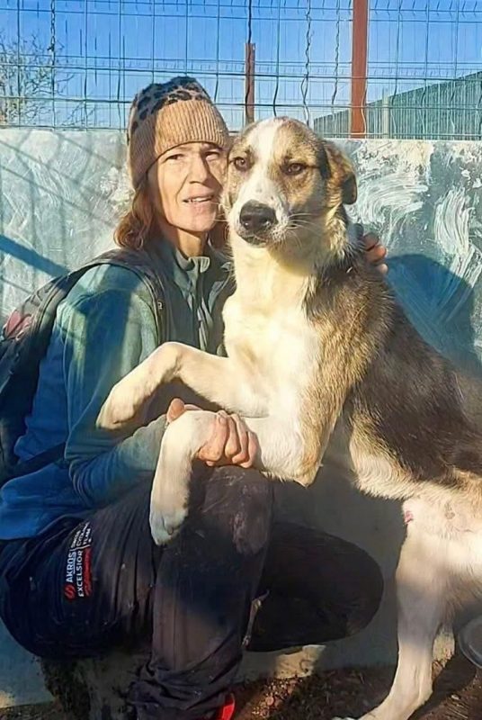NICKY - Chien à adopter