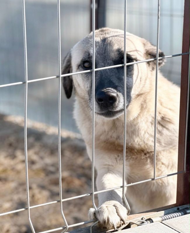 FRANKIE - Chien à adopter - photo 4
