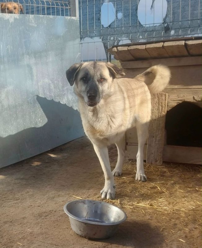 FRANKIE - Chien à adopter - photo 5