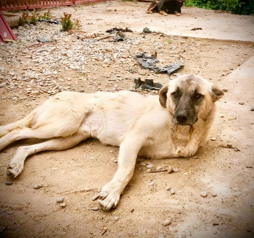 FRANKIE - Chien à adopter - photo 2