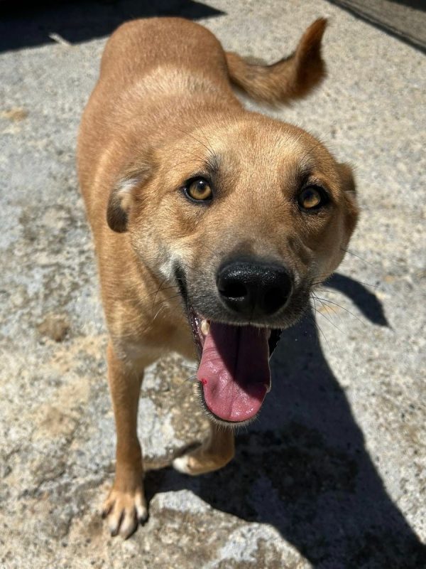 TRACK - Chien à adopter