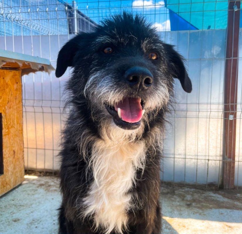 COAL - Chien à adopter - photo 5