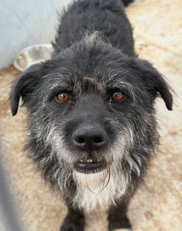 COAL - Chien à adopter
