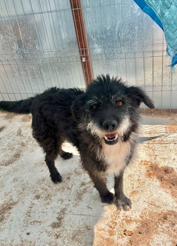 COAL - Chien à adopter - photo 3
