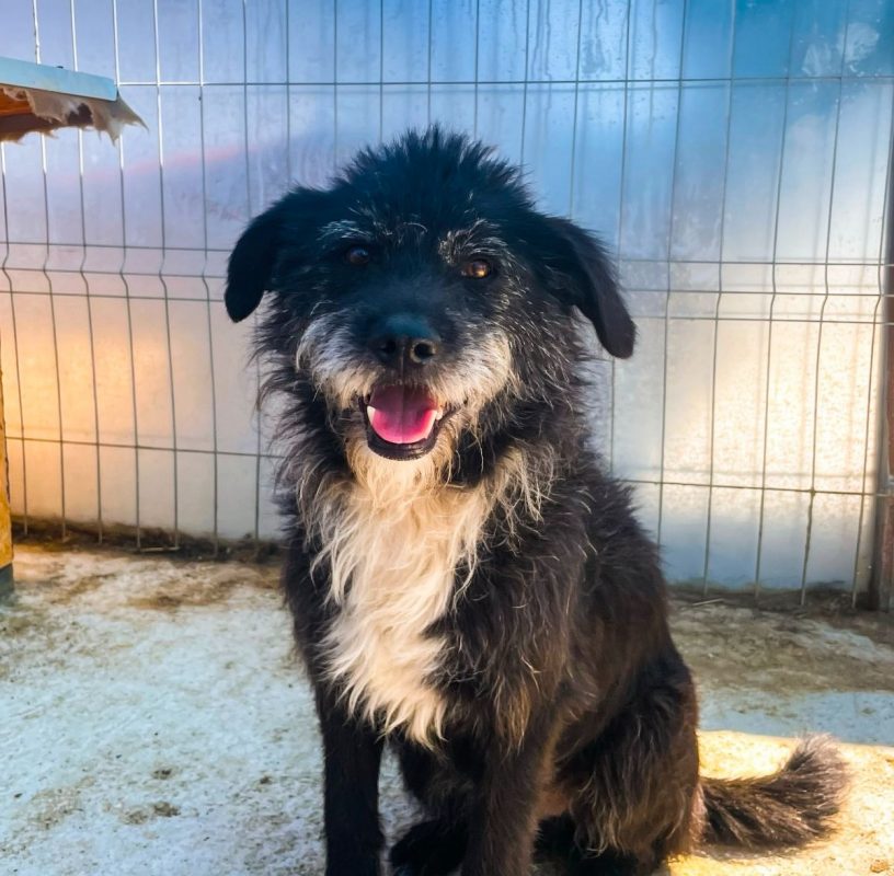 COAL - Chien à adopter - photo 4