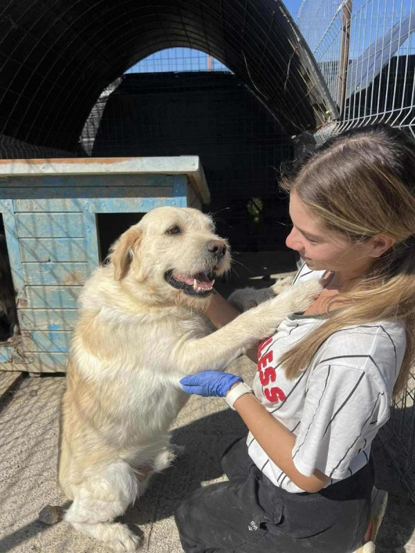 NEOO - Chien à adopter - photo 3