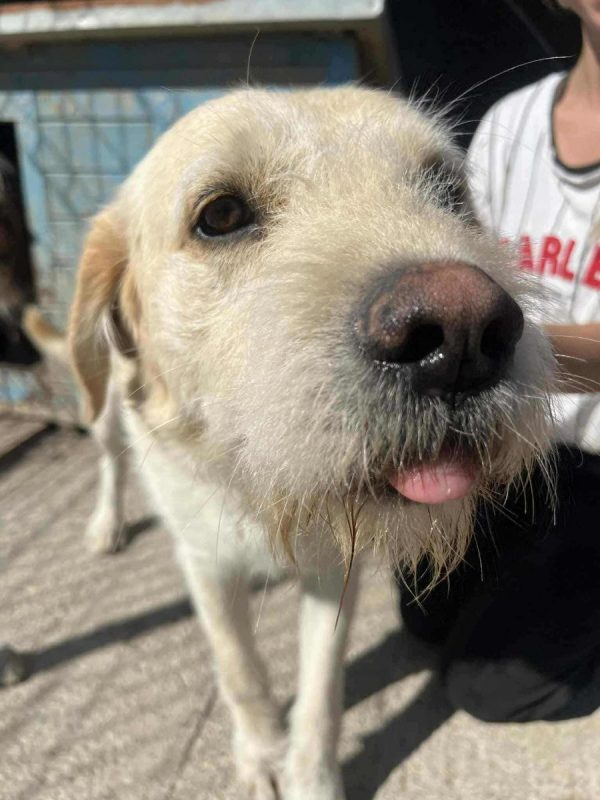 NEOO - Chien à adopter - photo 2