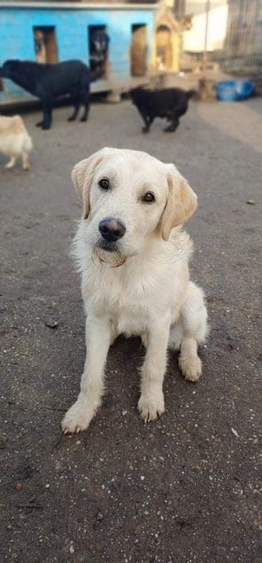 NEOO - Chien à adopter