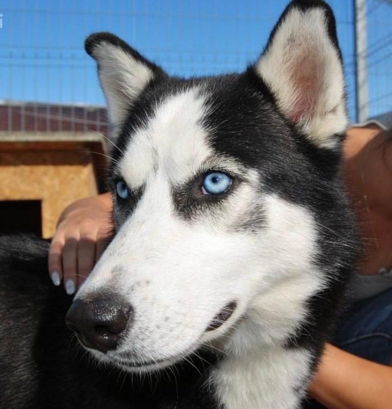 BUDDY - Chien Husky Sibérien à adopter