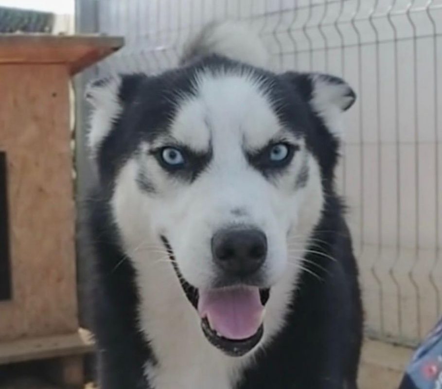 BUDDY - Chien Husky Sibérien à adopter - photo 2