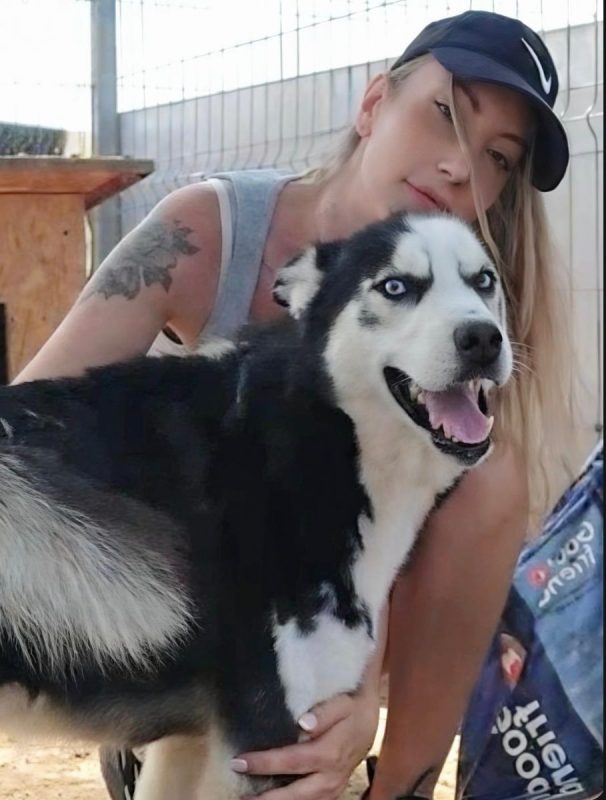 BUDDY - Chien Husky Sibérien à adopter - photo 3