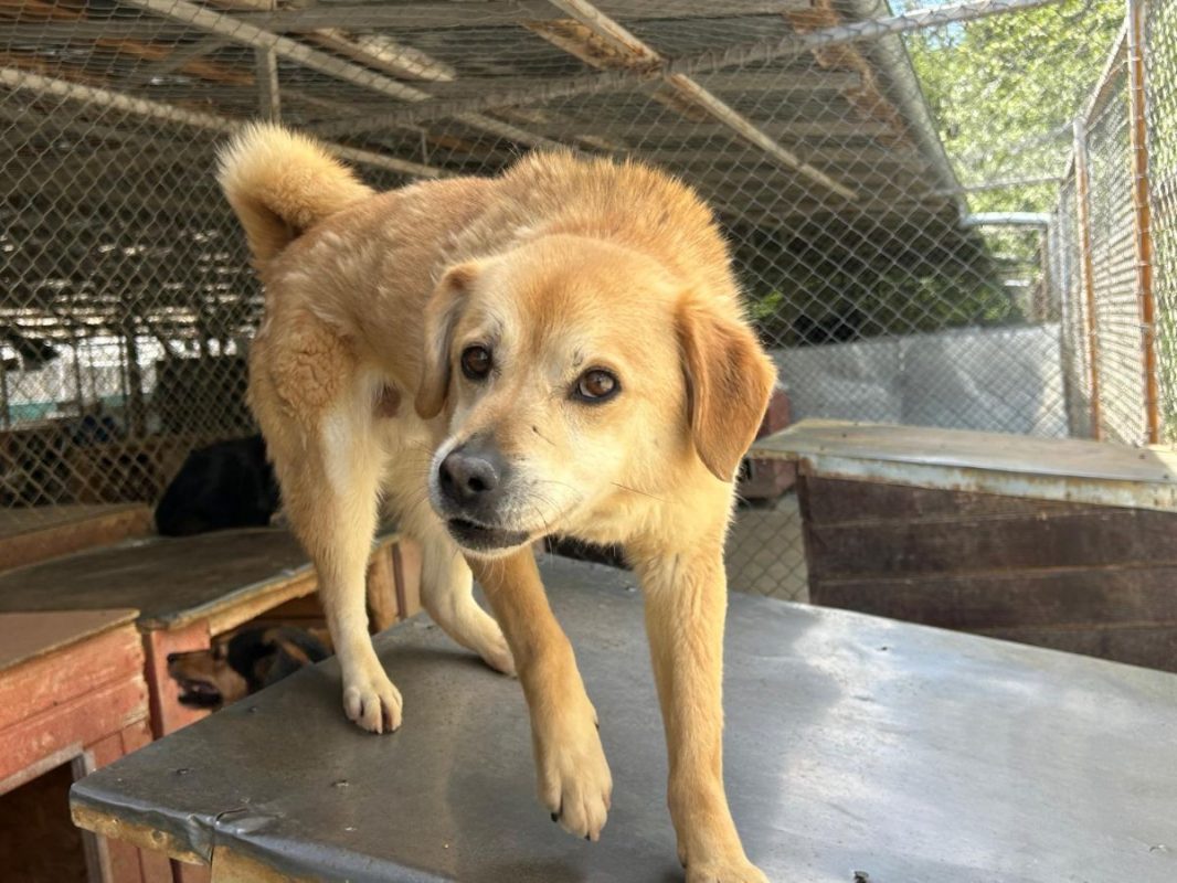 DINGO - Chien à adopter - photo 2