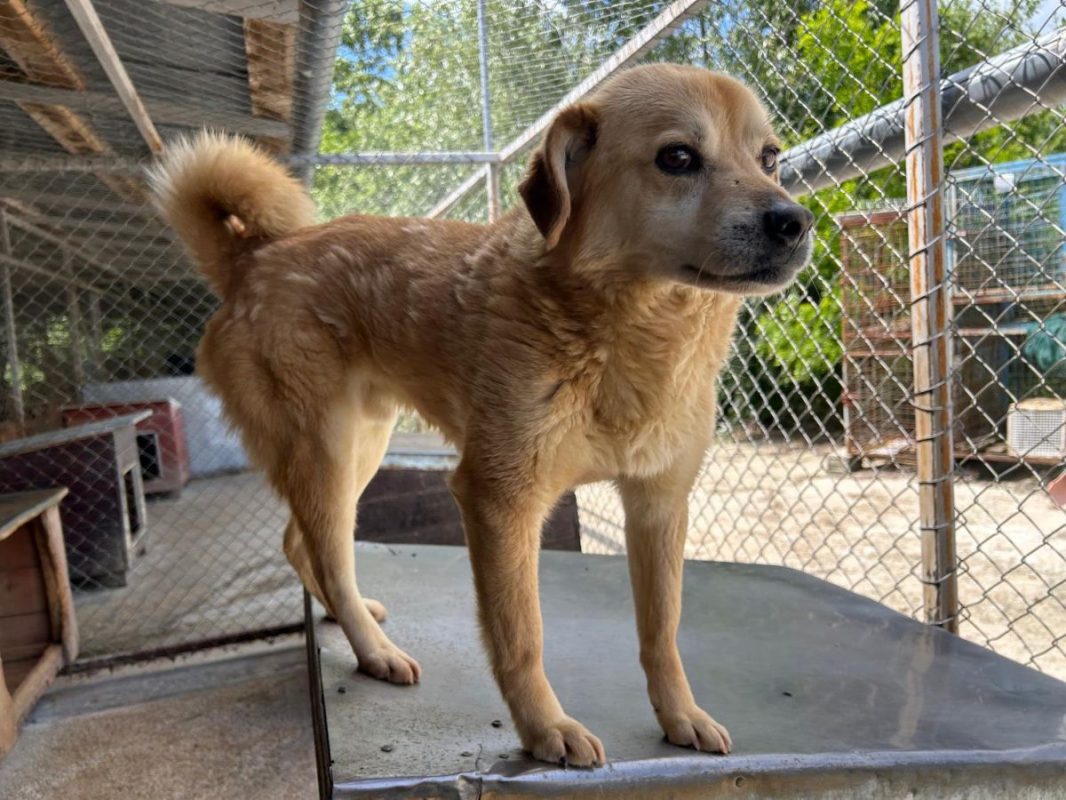 DINGO - Chien à adopter