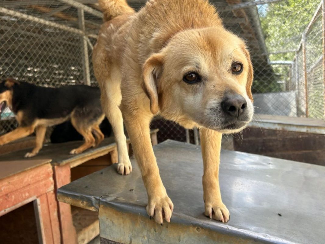 DINGO - Chien à adopter - photo 3