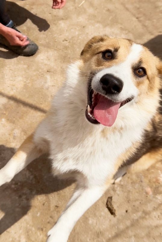 KOSTA - Chien à adopter