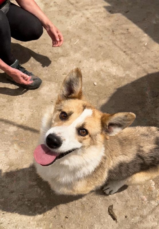 KOSTA - Chien à adopter - photo 3