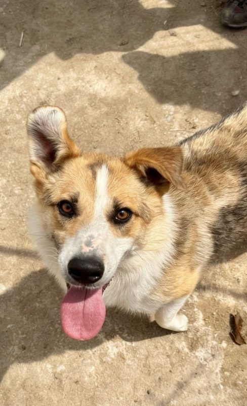 KOSTA - Chien à adopter - photo 2