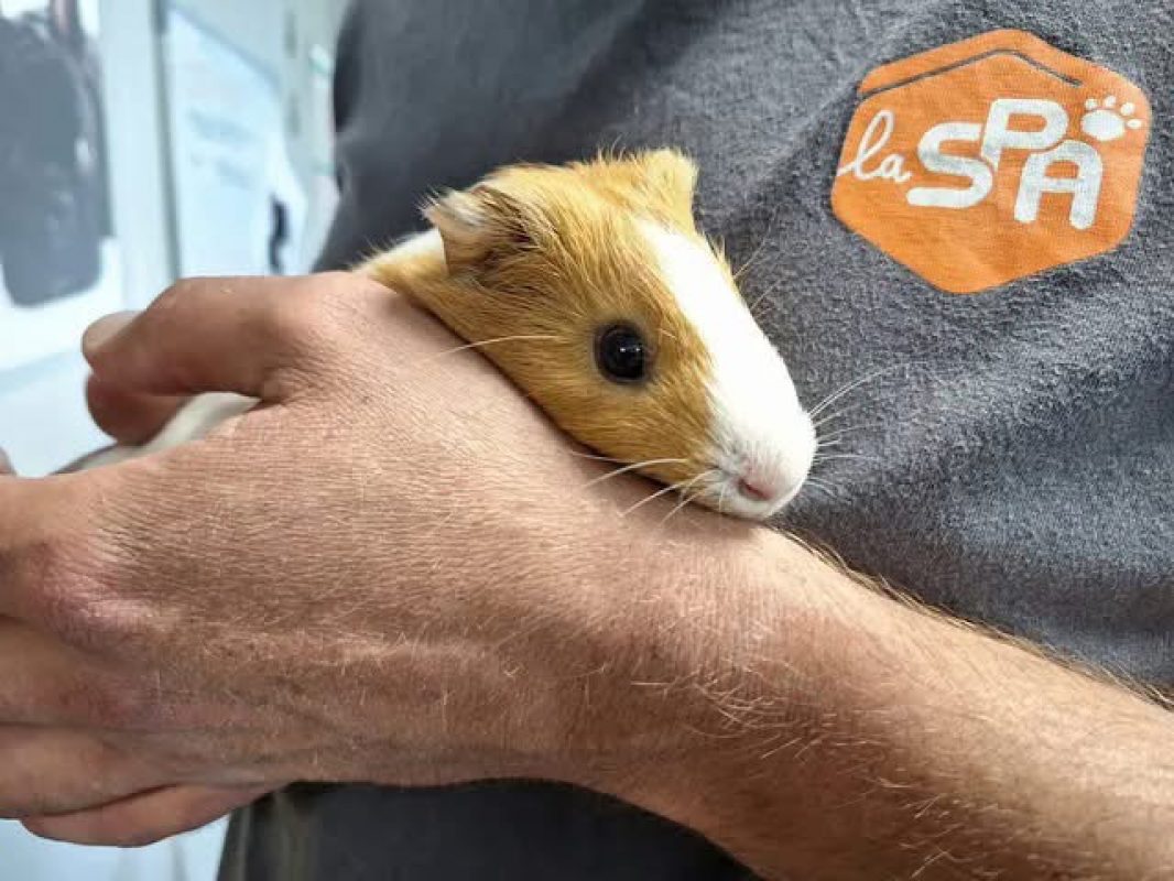 Lala - Rongeur Cobaye à adopter