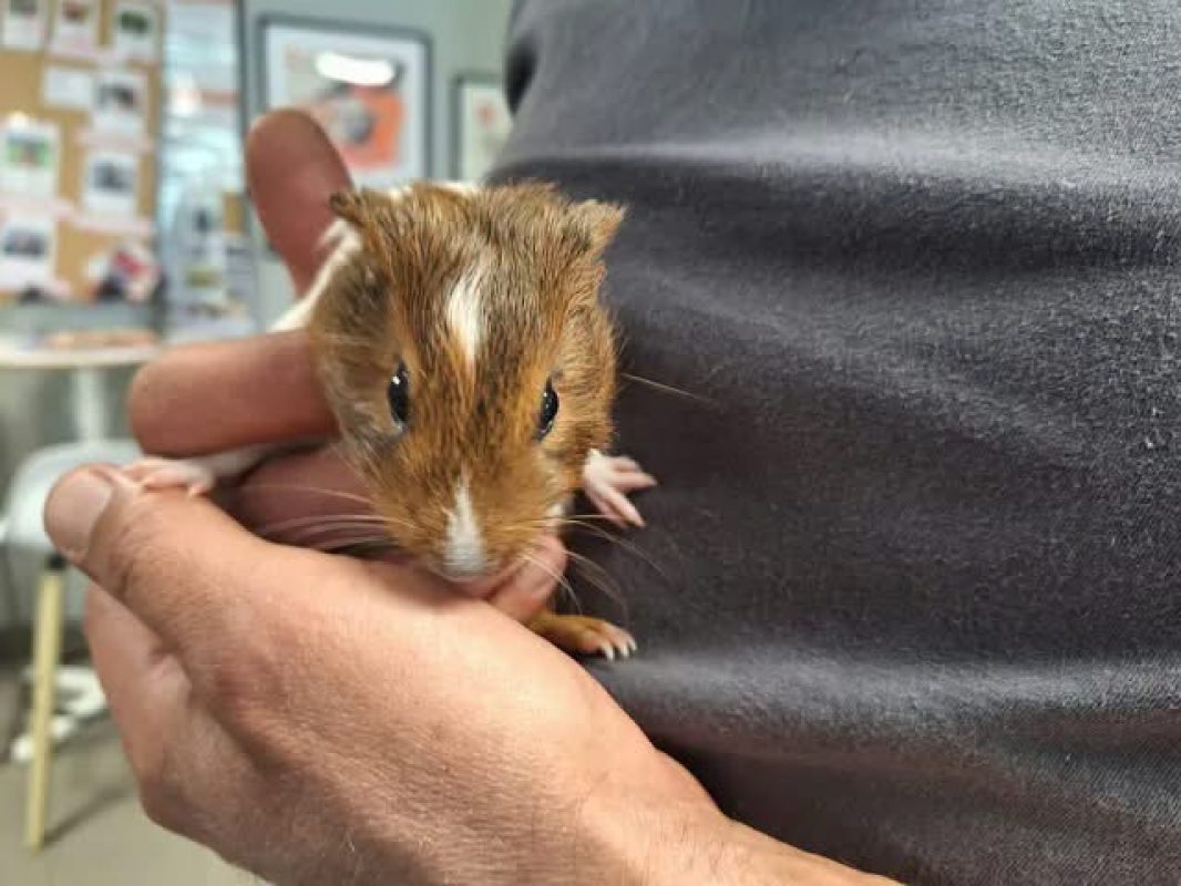 Nana - Rongeur Cobaye à adopter