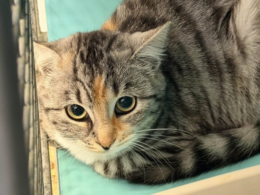 Suki - Chat Européen à adopter
