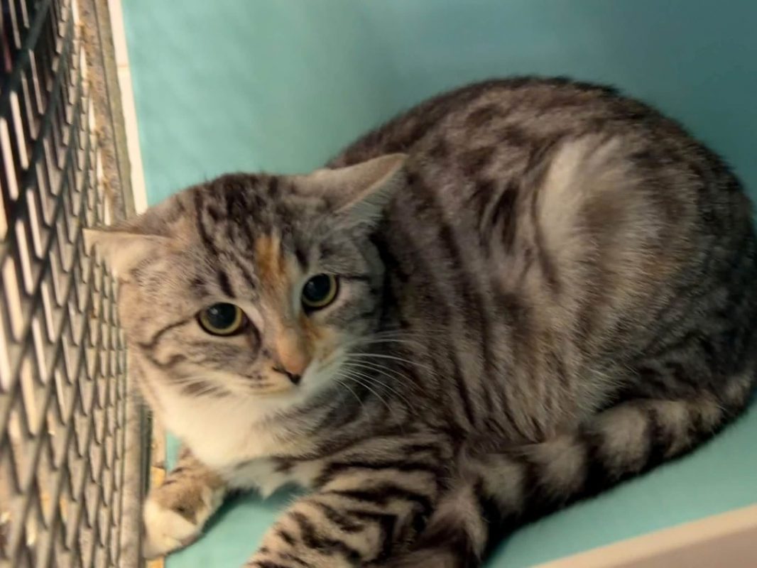 Suki - Chat Européen à adopter - photo 2