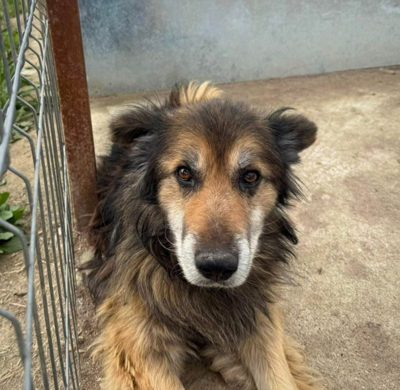 BANJO - Chien Berger Australien x Berger Allemand à adopter