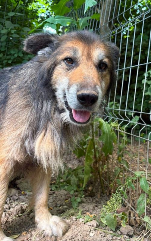 BANJO - Chien Berger Australien x Berger Allemand à adopter - photo 4