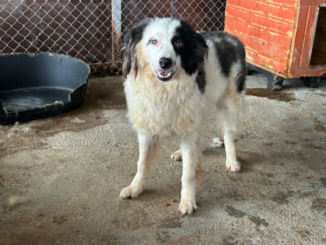 FLOKI - Chien à adopter