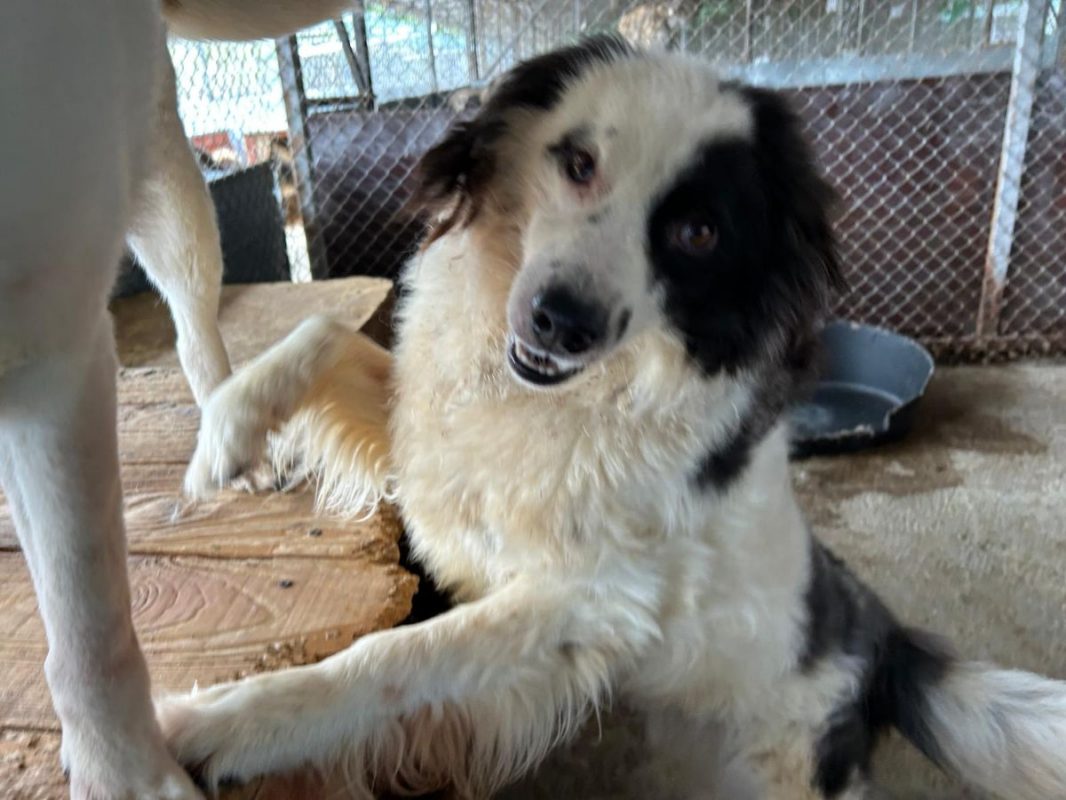 FLOKI - Chien à adopter - photo 2