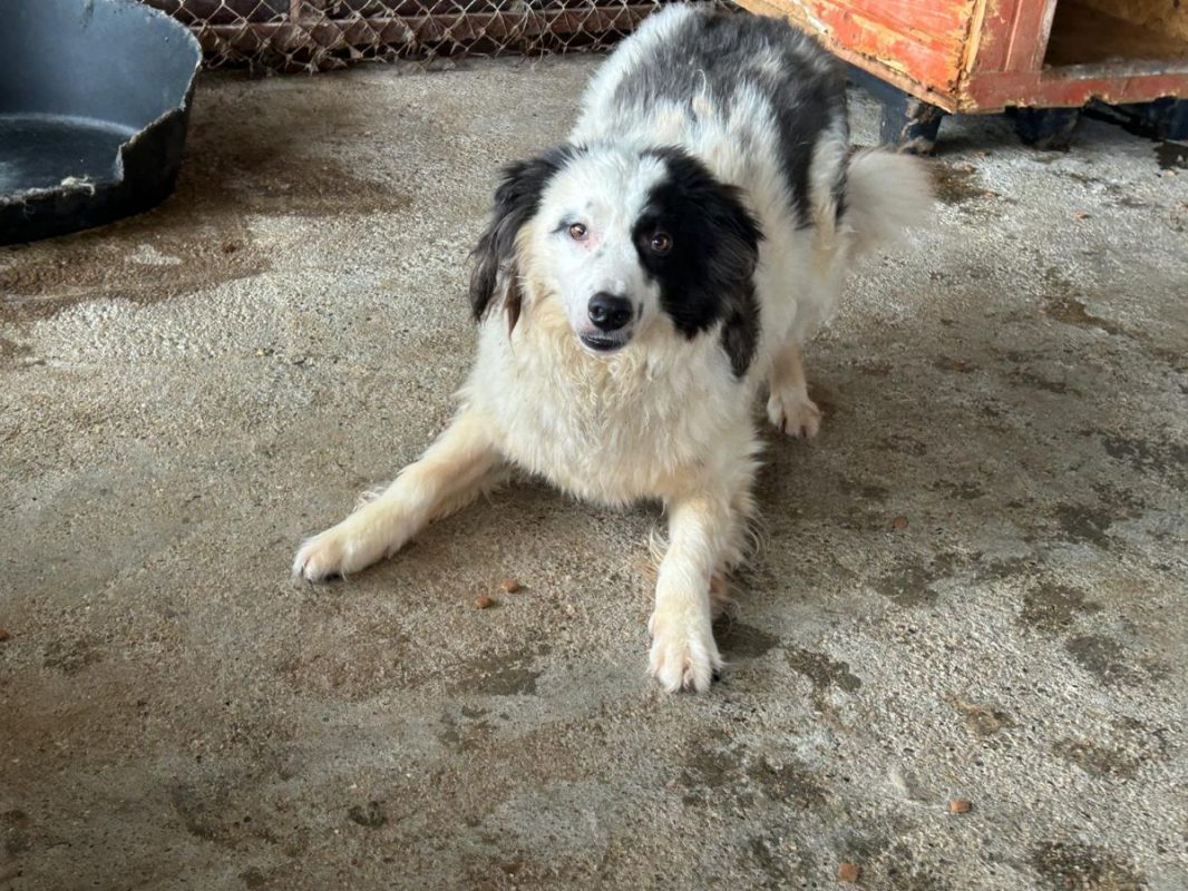 FLOKI - Chien à adopter - photo 3