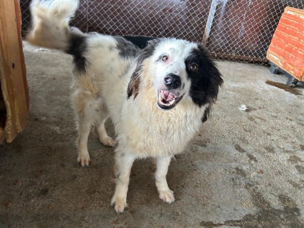 FLOKI - Chien à adopter - photo 4