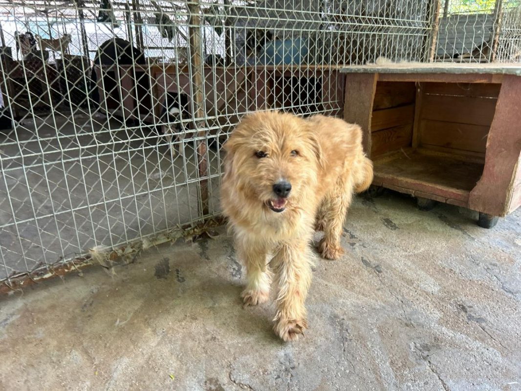 DIETER - Chien à adopter - photo 4