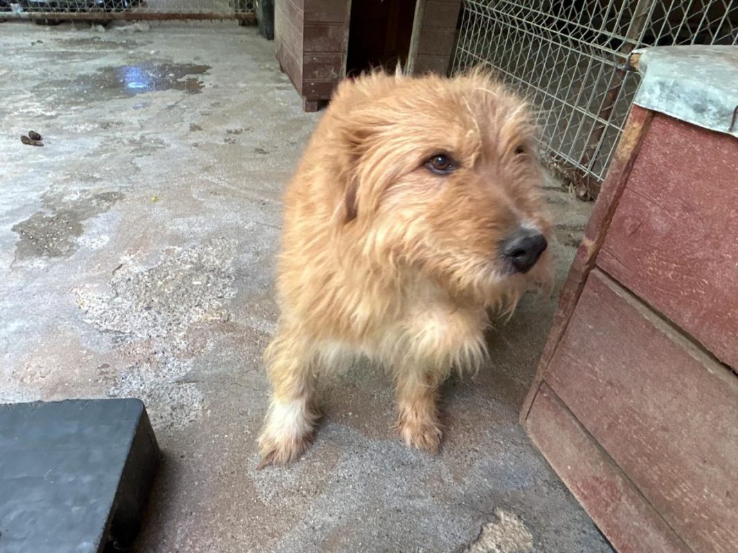 DIETER - Chien à adopter - photo 2