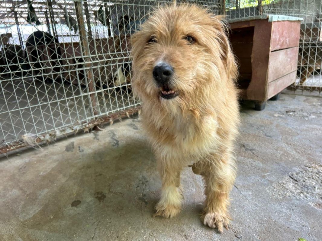 DIETER - Chien à adopter - photo 6