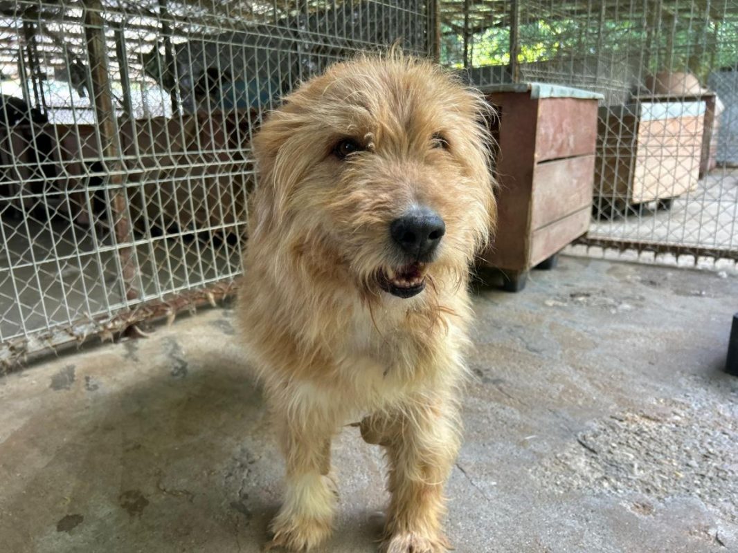 DIETER - Chien à adopter - photo 3