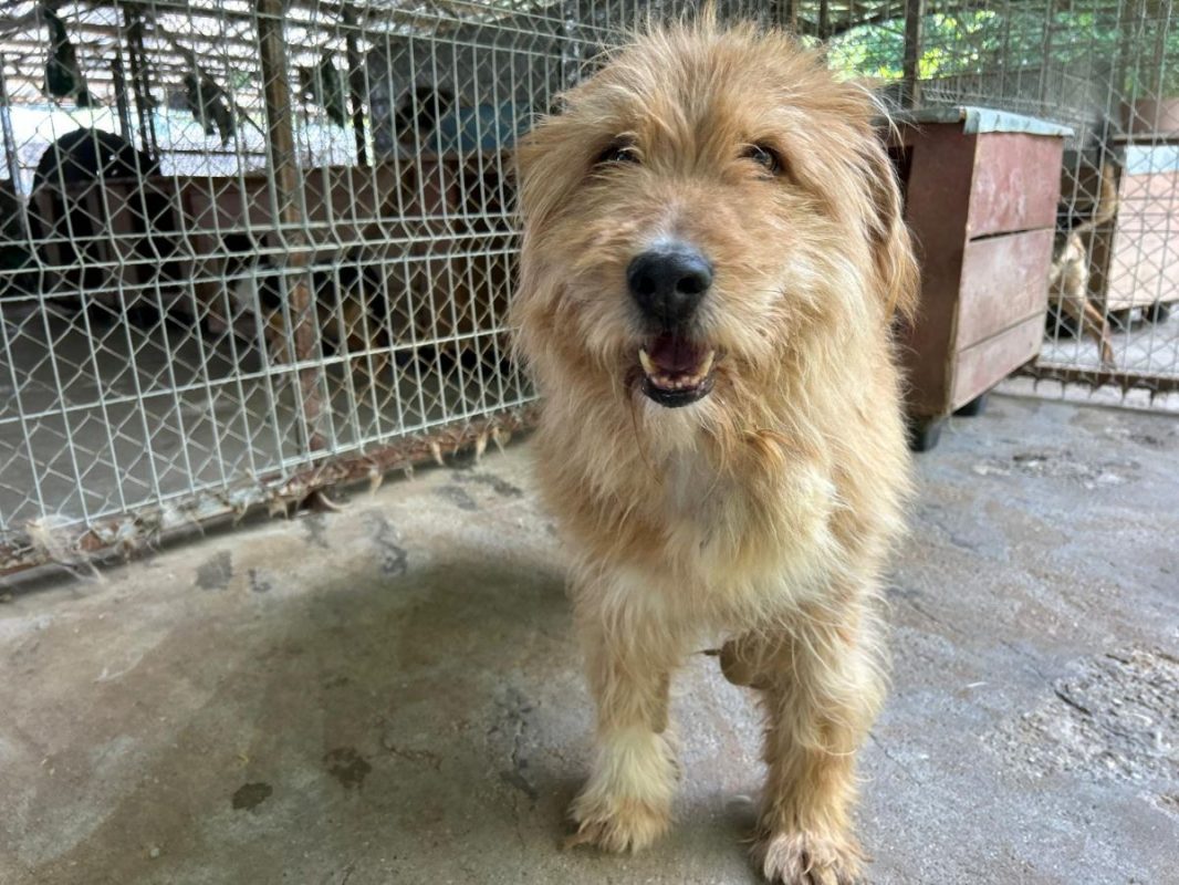 DIETER - Chien à adopter