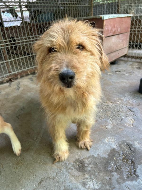 DIETER - Chien à adopter - photo 5