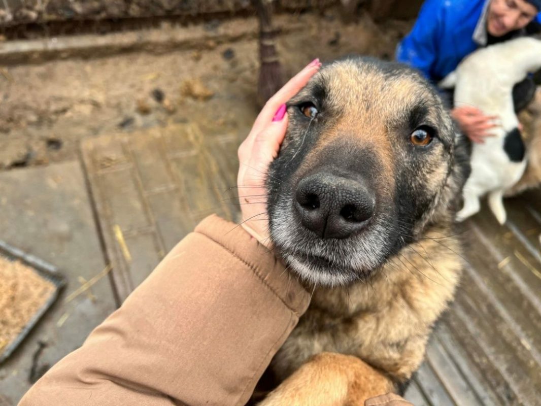 TEXAS - Chien à adopter