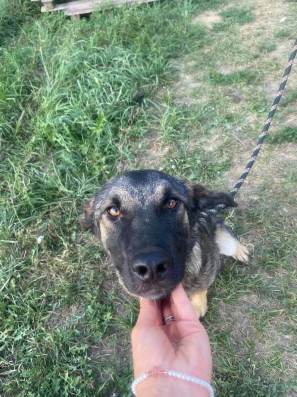 TEXAS - Chien à adopter - photo 4