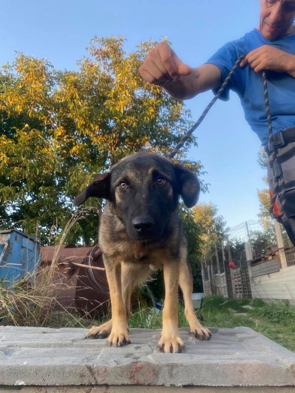 TEXAS - Chien à adopter - photo 6