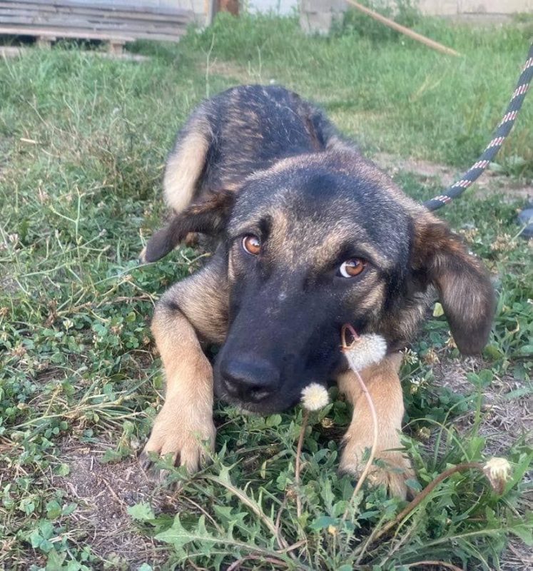 TEXAS - Chien à adopter - photo 2