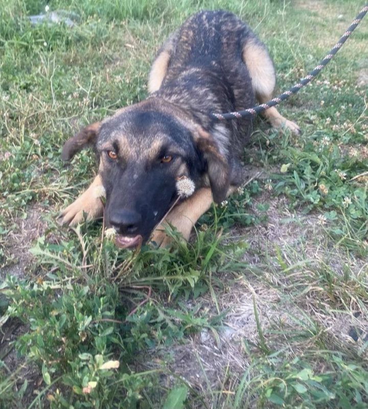 TEXAS - Chien à adopter - photo 5